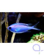 Chromis cyanea - blaues Schwalbenschwänzchen