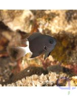 Chromis margaritifer - Zweifarben-Riffbarsch