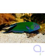 Thalassoma lunare - Mondsichel-Lippfisch