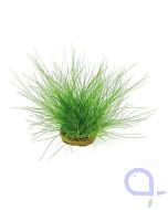 Eleocharis acicularis - Nadelsimse