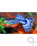 Guppy Snakeskin Blau Männchen - Poecilia reticulata