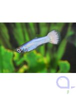 Guppy Snow White - Poecilia reticulata