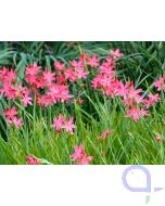 Schizosylis coccinea - Sumpfgladiole - Roter Sumpfspaltgriffel