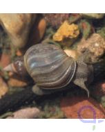 Spitzschlammschnecke - Lymnaea stagnalis