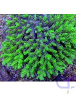 Acropora aculeus