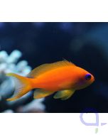 Pseudanthias squamipinnis - Juwelen Fahnenbarsch