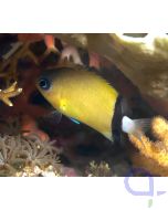 Chromis retrofasciata - Schwarzband Schwalbenschwänzchen