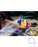 Schmetterlingsbuntbarsch - Mikrogeophagus ramirezi 