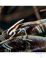 Allogalathea elegans - Federstern-Springkrebs