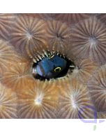 Ecsenius ops - Schleimfisch - Augenfleck Blenny