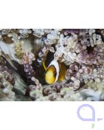Heteractis aurora - Glasperlen-Anemone mit Anemonenfisch
