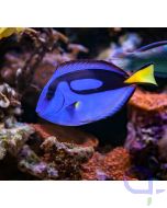 Paracanthurus hepatus - Paletten Doktorfisch