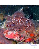 Stenopus hispidus - Gebänderte Scherengarnele