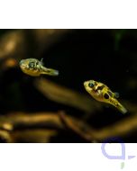Erbsenkugelfisch - Zwergkugelfisch - Carinotetraodon travancoricus
