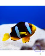 Amphiprion sebae