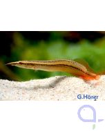 Rotflossen-Augenfleckstachelaal - Macrognathus cf. aculeatus Red Fin