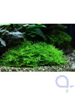 Taxiphyllum Spiky - Stachelmoos 1-2 Grow im Aquarium