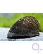  Stahlhelm-Schnecke - Neritina pulligera - Anthrazit-Napfschnecke
