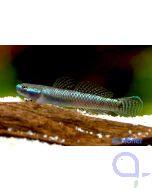 Neonblaue Grundel - Stiphodon semoni