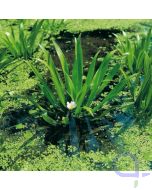 Stratiotes aloides - Krebsschere - Schwimmpflanze