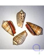 Kegelfechterschnecke - Strombus (luhuanus) Schneckenhaus 4-6 cm Dekoration