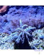 Studeriotes longiramosa - Weihnachtsbaum-Koralle