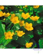 Caltha palustris - Sumpfdotterblume