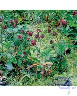Potentilla palustris - Sumpfblutauge, Sumpf Fingerkraut