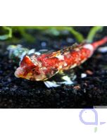 Synchiropus marmoratus  - Roter Spinnenfisch