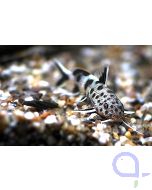 Synodontis lucippinis - Zwerg Fiederbartwels