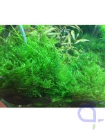 Taxiphyllum spec - Taiwan Moos - 1-2 Grow