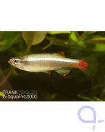 Kardinalfisch - Tanichthys albonubes