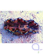 Tridacna derasa  6-7 cm