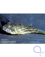 Nilkugelfisch - Tetraodon lineatus (fahaka)