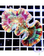 Trachyphyllia Rainbow