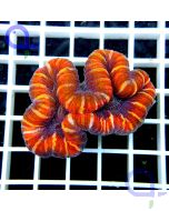 Trachyphyllia geoffroyi  - Rot / multicolor