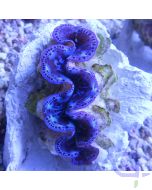 Tridacna maxima 