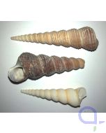 Turmschnecke - Turritella Schneckenhaus 6-8 cm