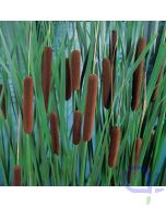 Typha latifolia - Breitblättriger Rohrkolben