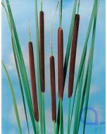 Typha angustifolia - Schmalblättriger Rohrkolben