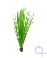 Vallisneria spiralis - Glattblättrige Sumpfschraube