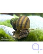 Sumpfdeckelschnecke - Viviparus viviparus