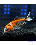 Carassius auratus -  Wakin - Calico - Goldfisch