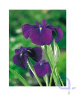 Iris kaempferi Variegata - Wasserschwertlilie XL