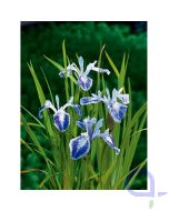 Iris laevigata Mottled Beauty