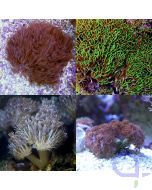 Weichkorallen 4er Korallenset