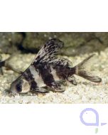 Wimpelkarpfen - Myxocyprinus asiaticus