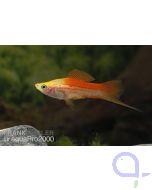 Ananas Schwertträger - Xiphophorus helleri