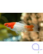 Koi Schwertträger Kohaku - Rot-Weiss- Männchen