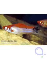 Koi Schwertträger tricolor - Rot-Weiss-Schwarz - Xiphophorus helleri